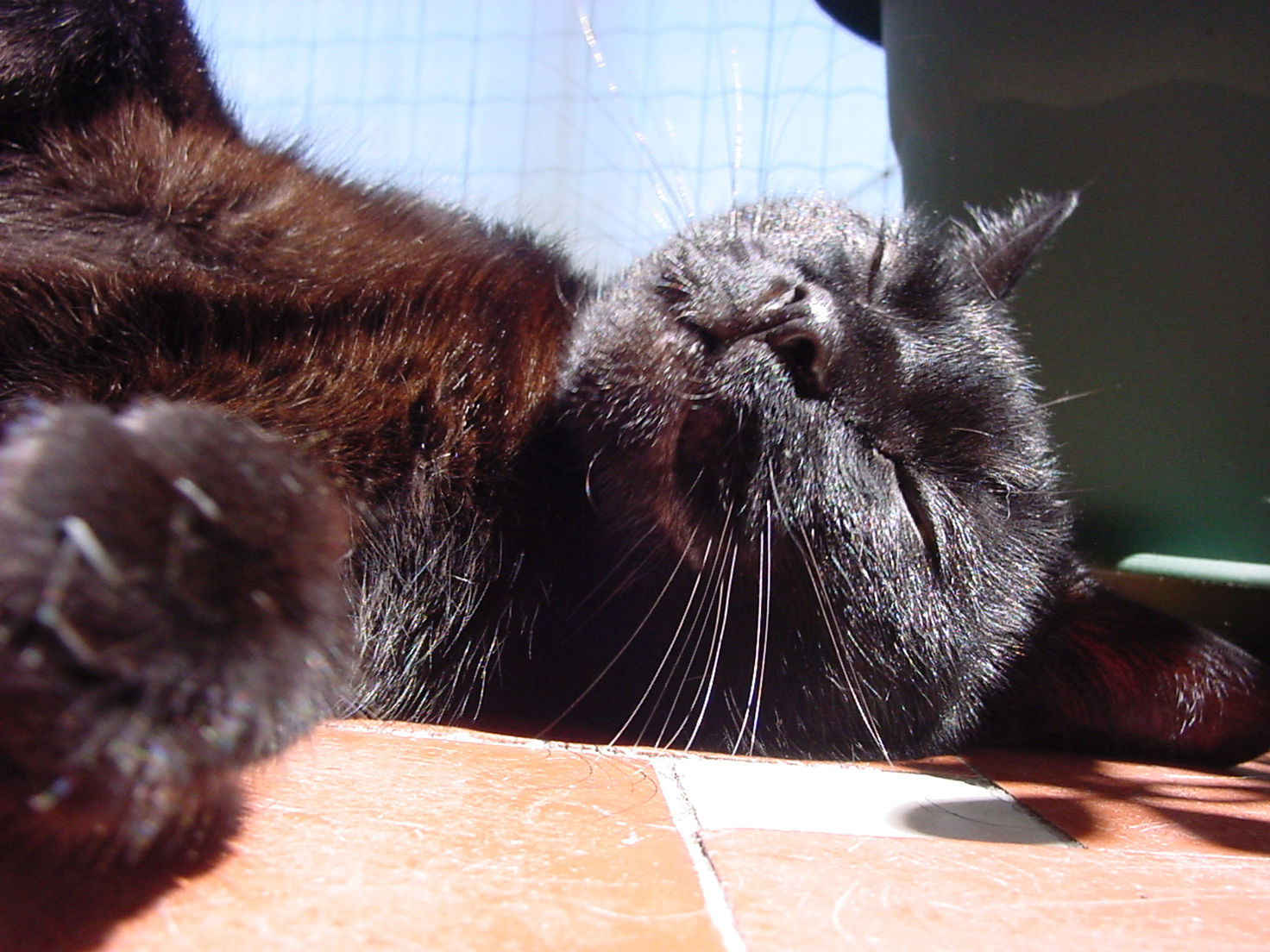 insektokutor cat black fur hairs whiskers pet basking in the sun