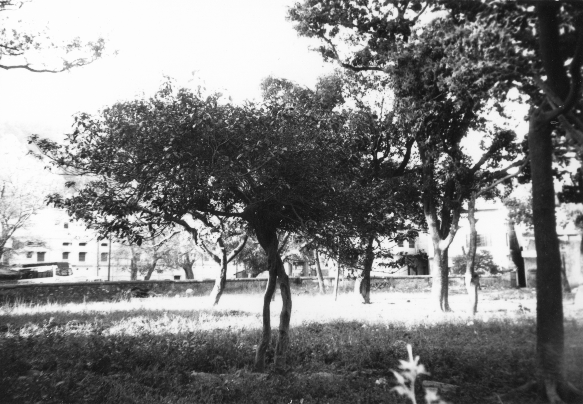 iuliana black and white trees on grass meadow