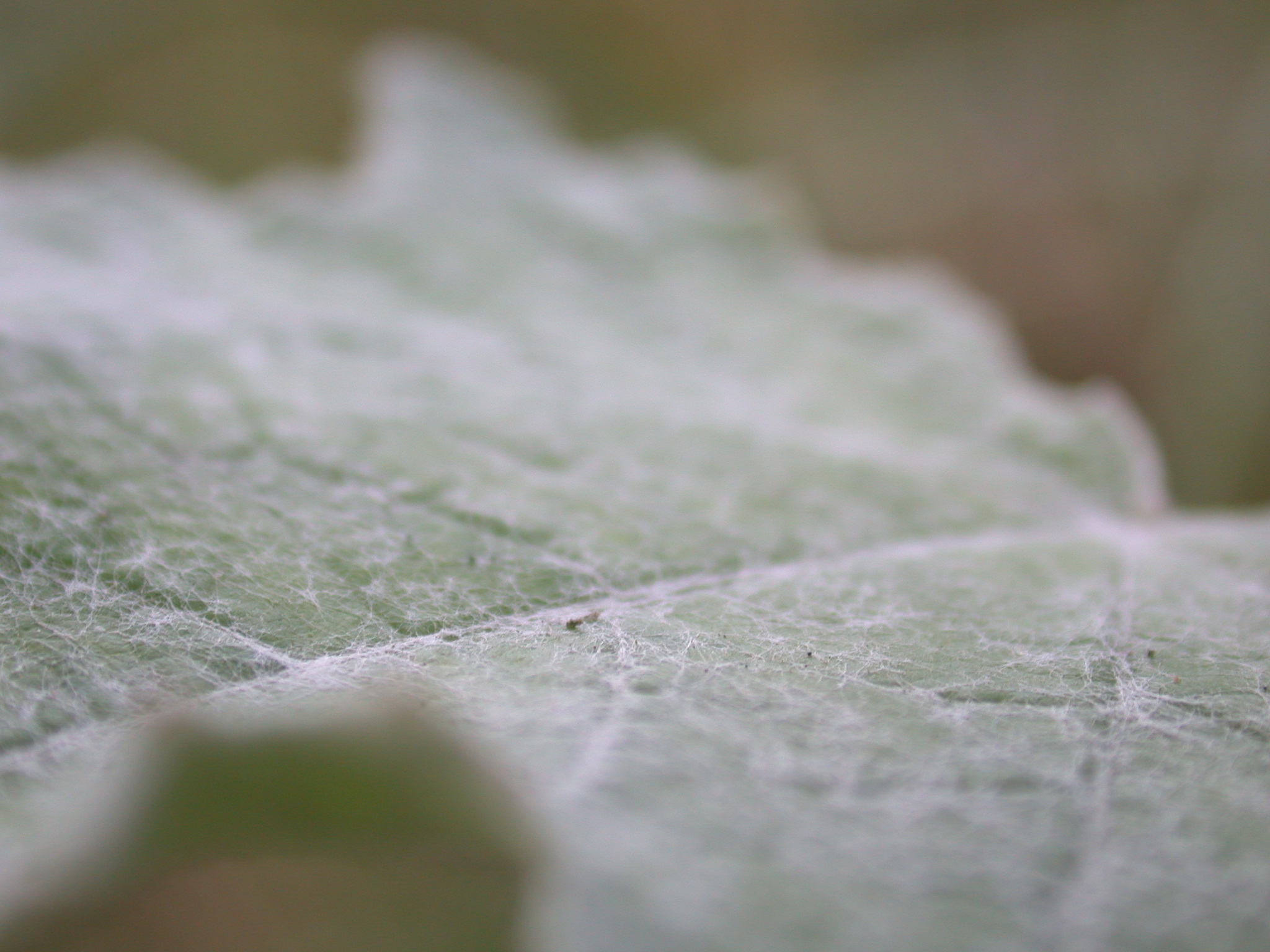 janneke leaf closeup dust dusty green web webbing