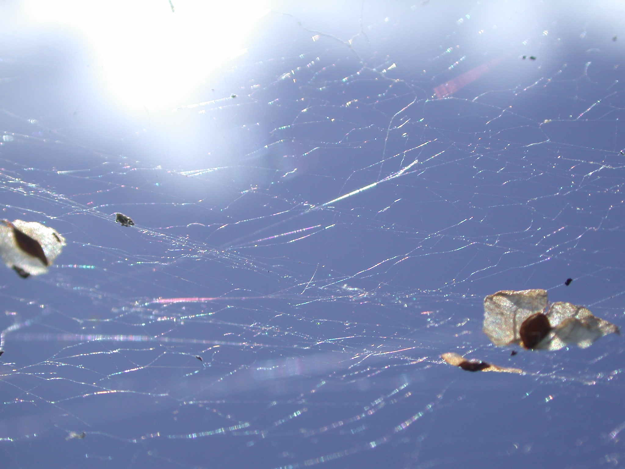 janneke spider spider's web webbing threads sticky