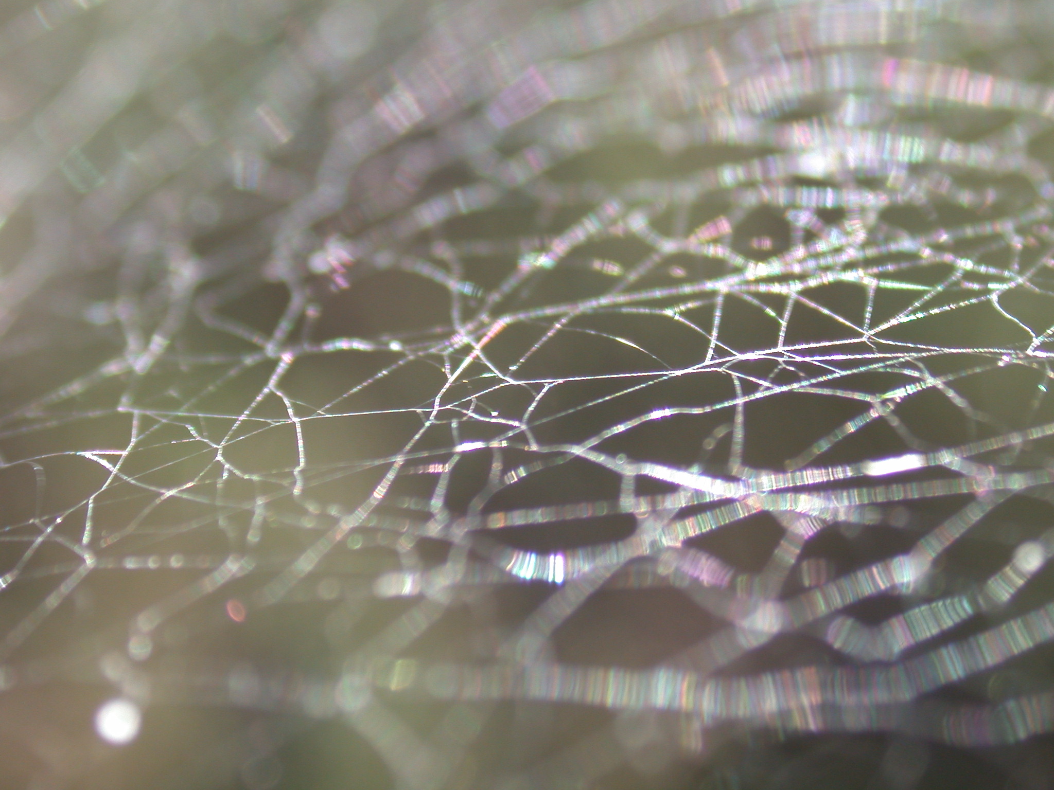 janneke spiderweb web weave