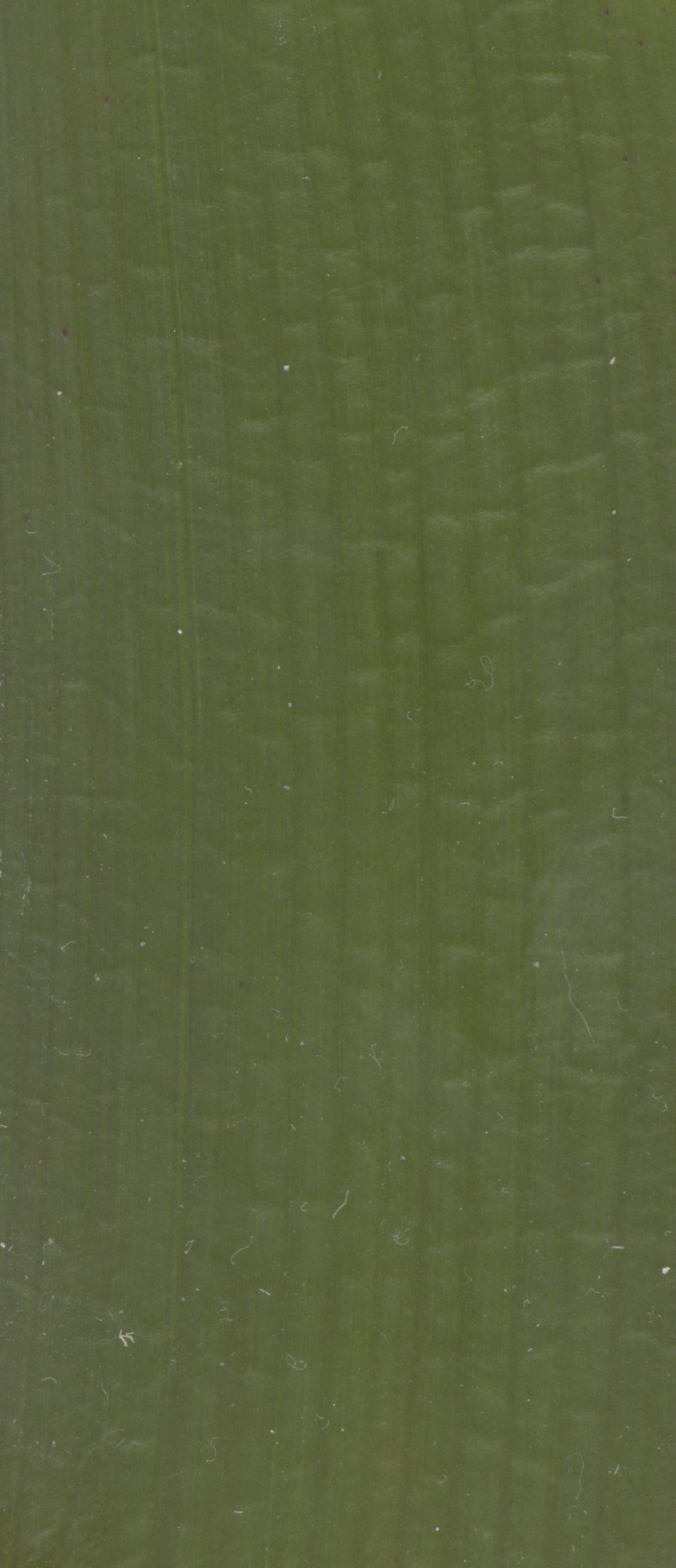 kinkyfriend leaf green texture nature ribbed