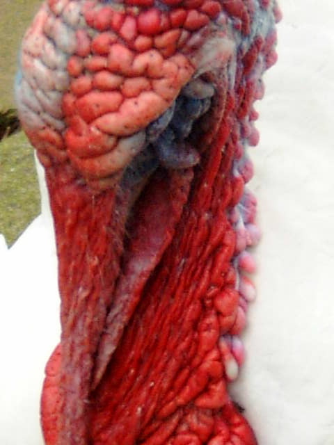 maartent turkey wattle red