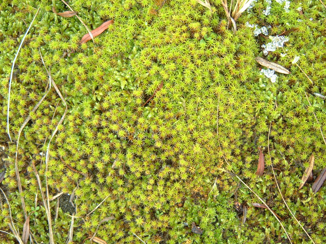 maartent moss green soft ground forest
