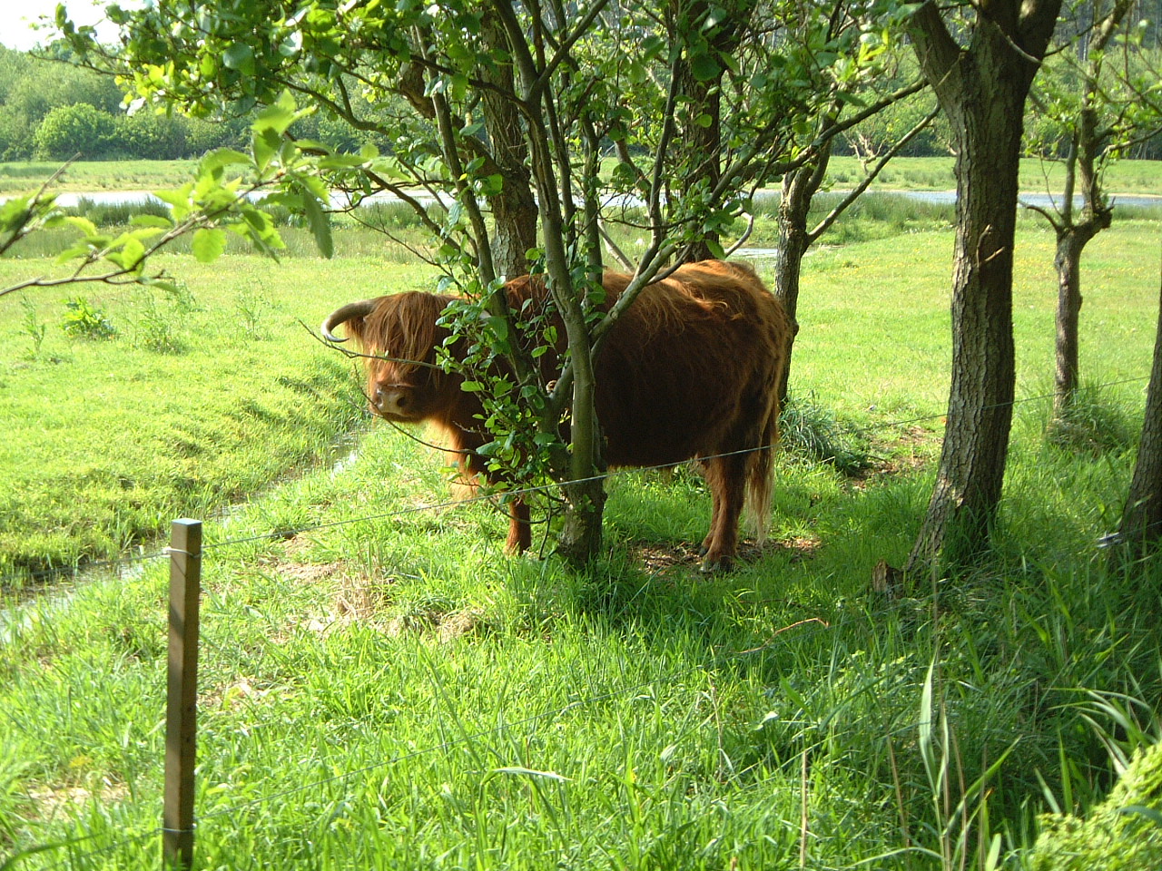 cow hiding behind a tree field shade maartent
