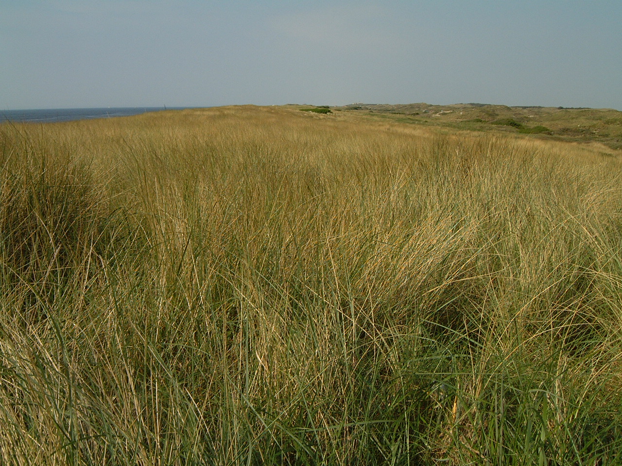 maartent field fields dune dunes grass sea hills rolling