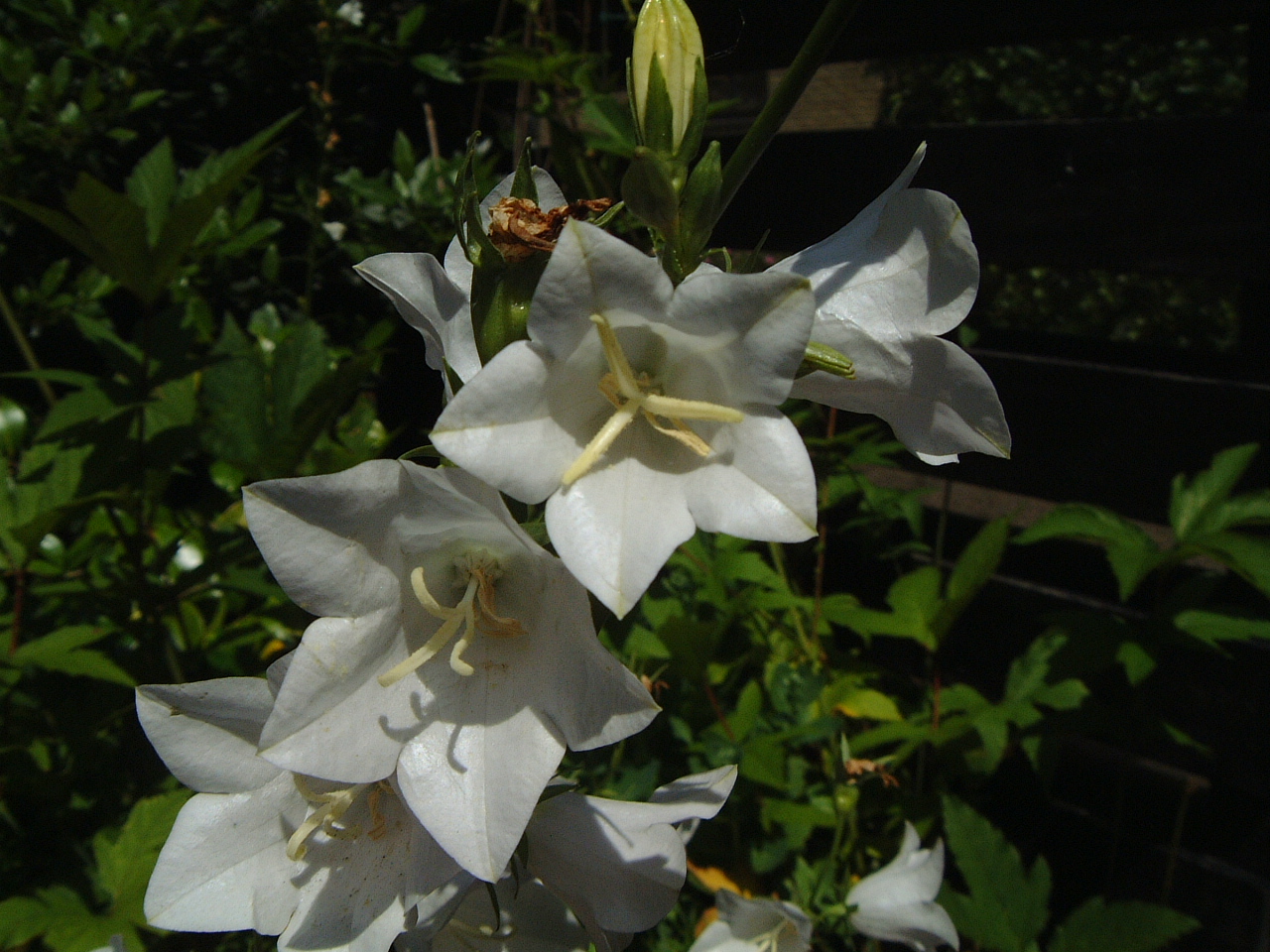 maartent flower white lily summer