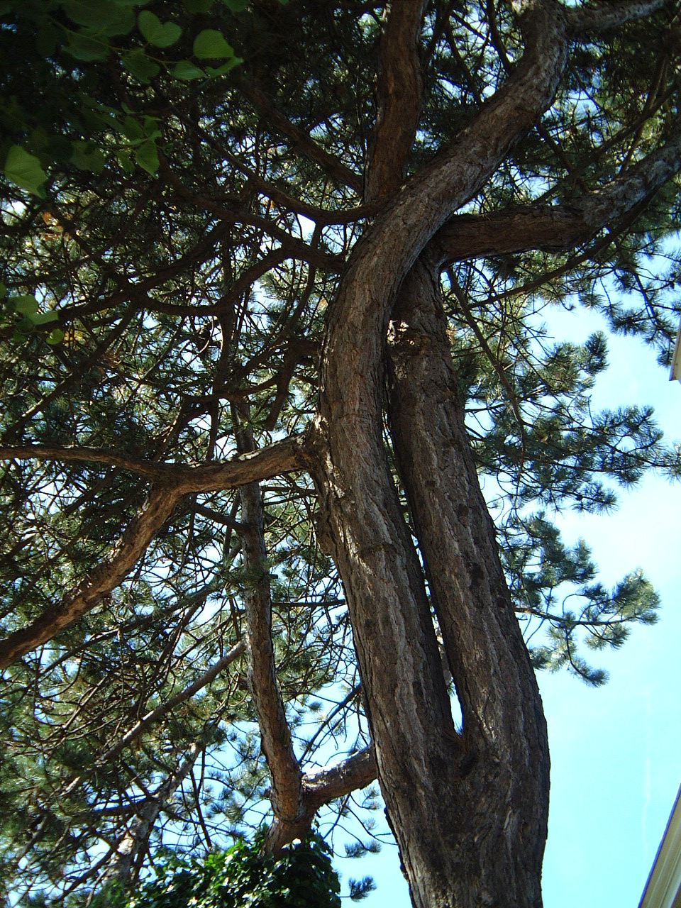maartent tree nature trees pinetree pine