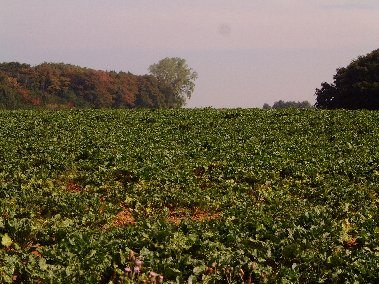 maartent field green lettuce growing warm summer day fields vegetables