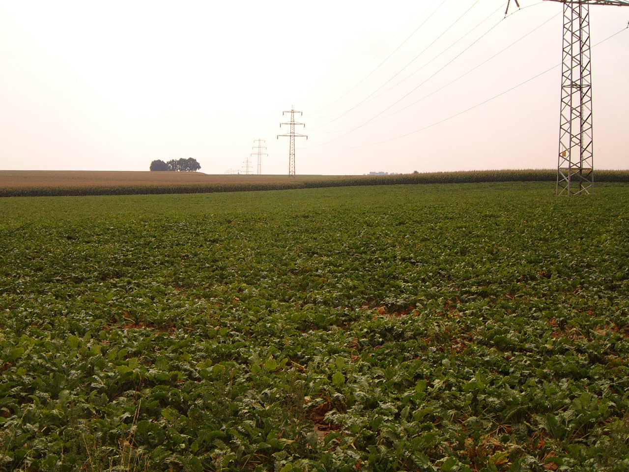 farmland field green power lines maartent