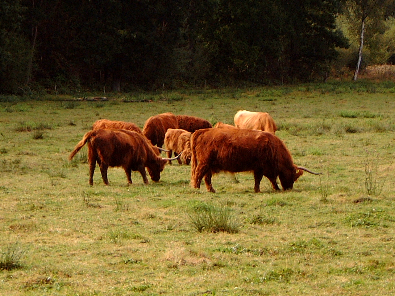 maartent scottish highland tartan red fur horns grazing