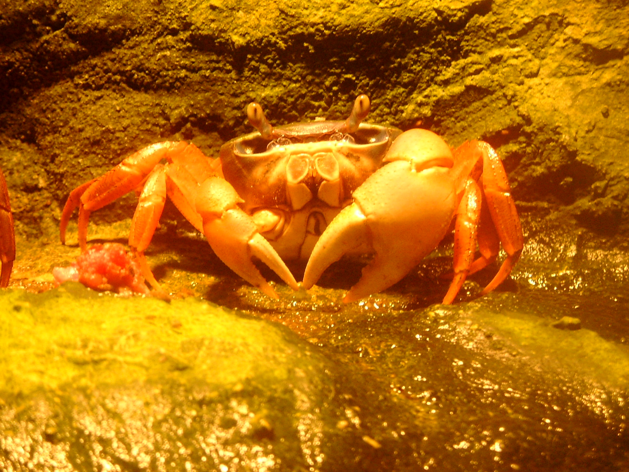maartent crab sea animal aquarium cancer