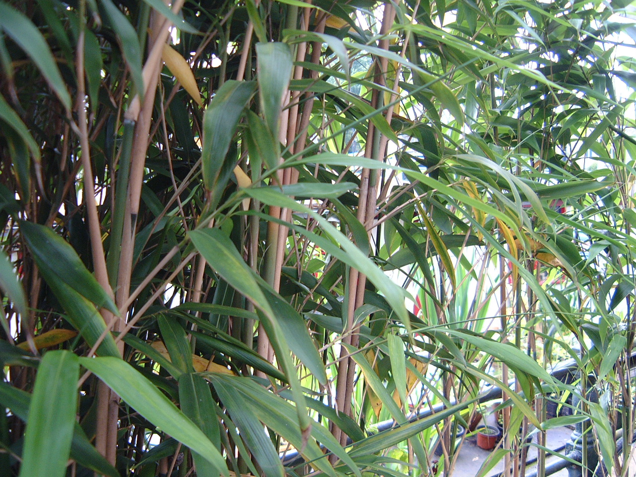 maartent nature plants bamboo leaf leafs jungle