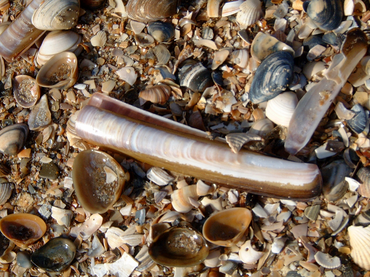 maartent shell shells beach broken
