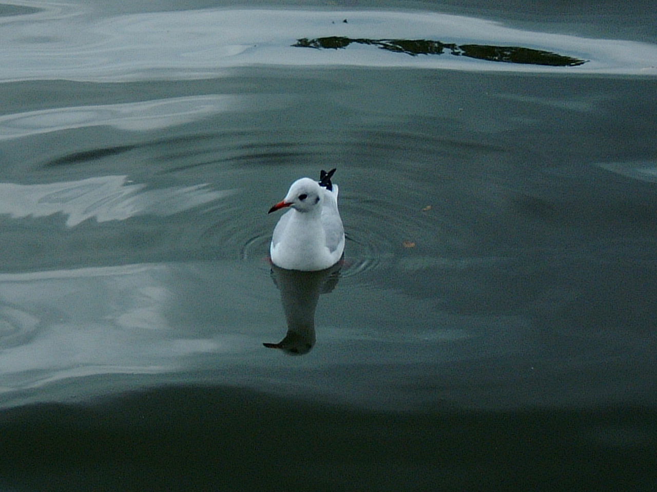 maartent seabird gull seagull bird white feathers floating red beak