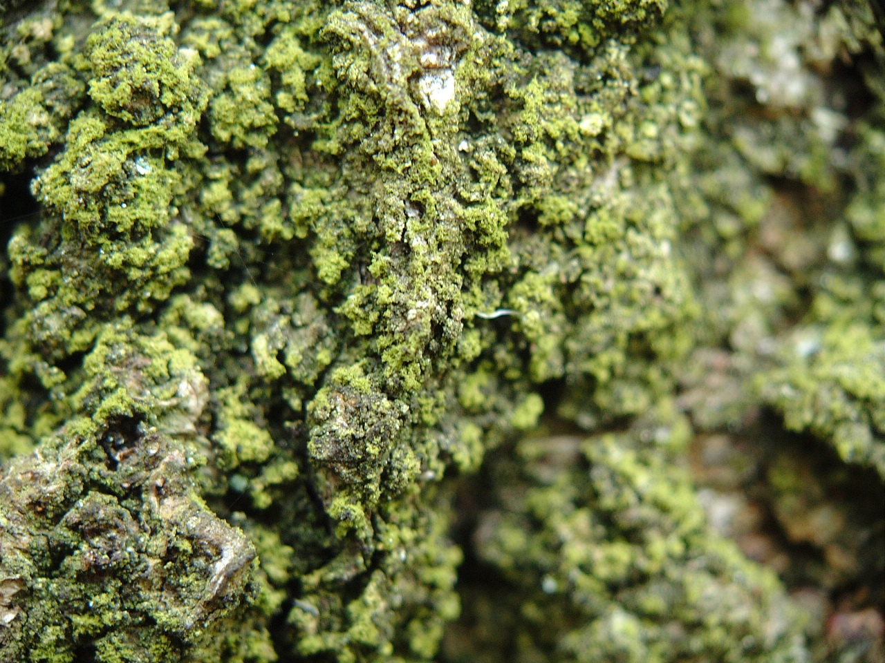 maartent moss green bark