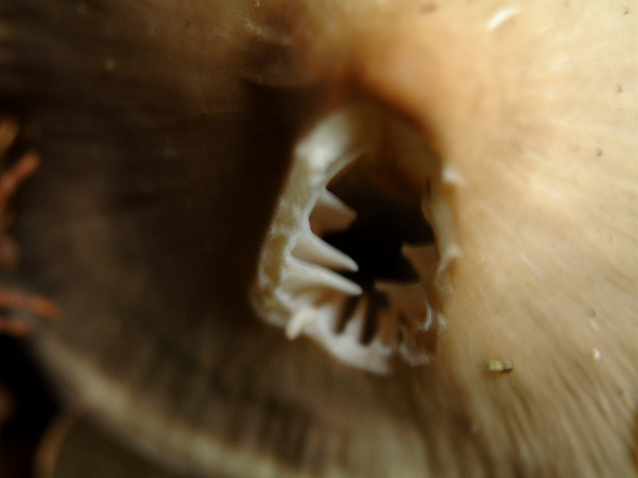 maartent underside of a toadstool mushroom teeth spore