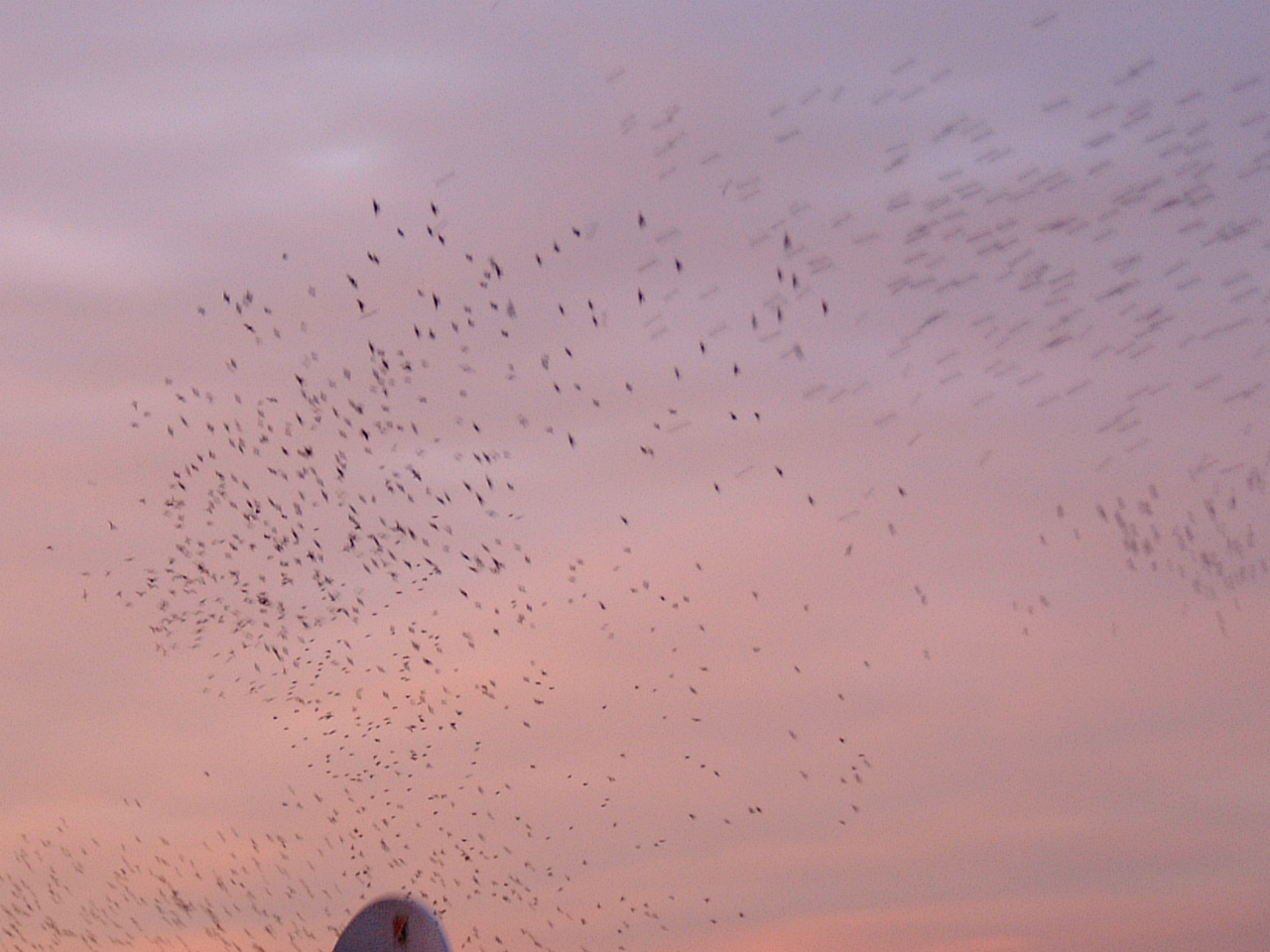 flock of birds flying fly motion trekking migrating maartent