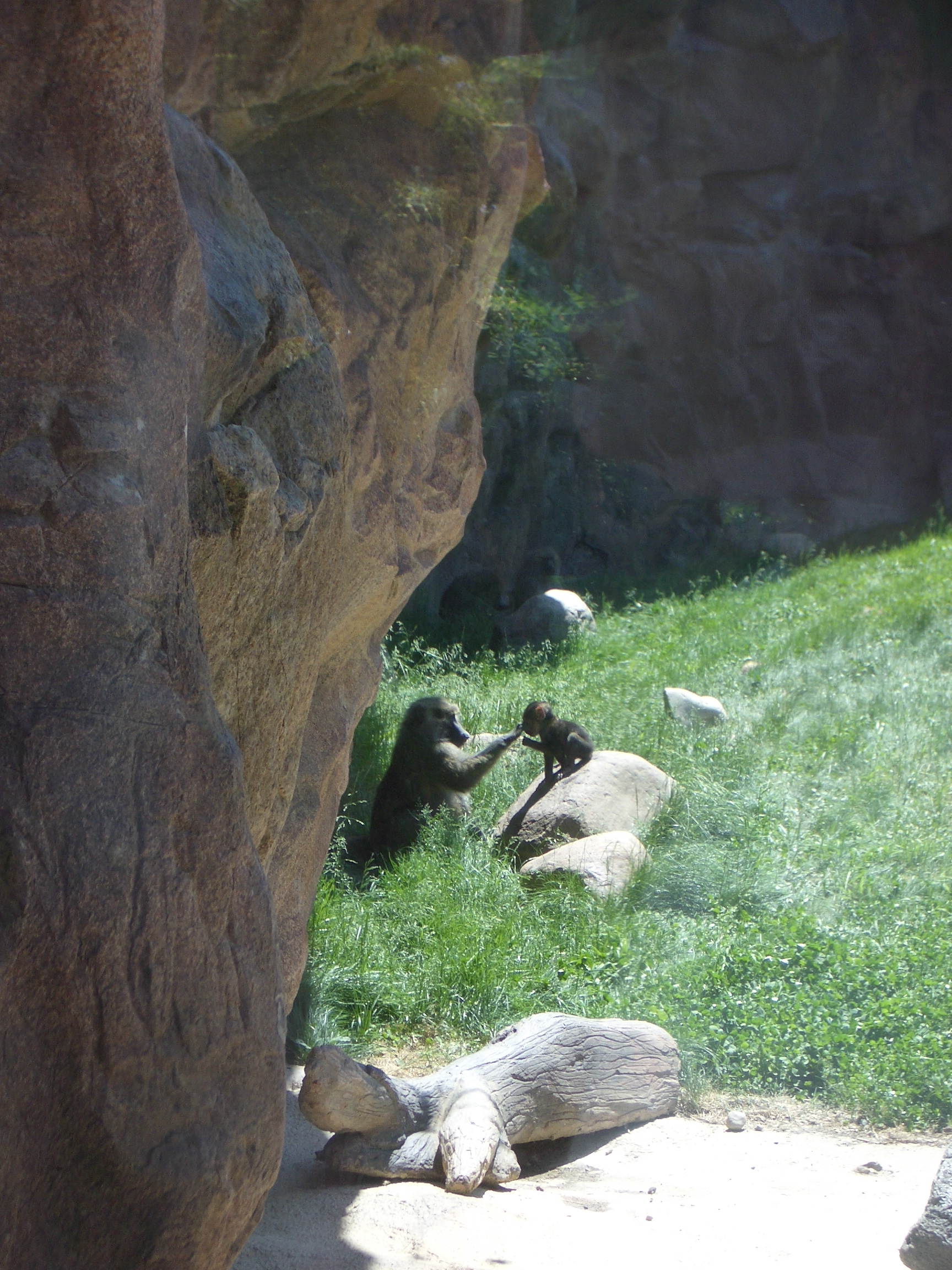 mattphilip ape apes monkey monkeys zoo playing baboon