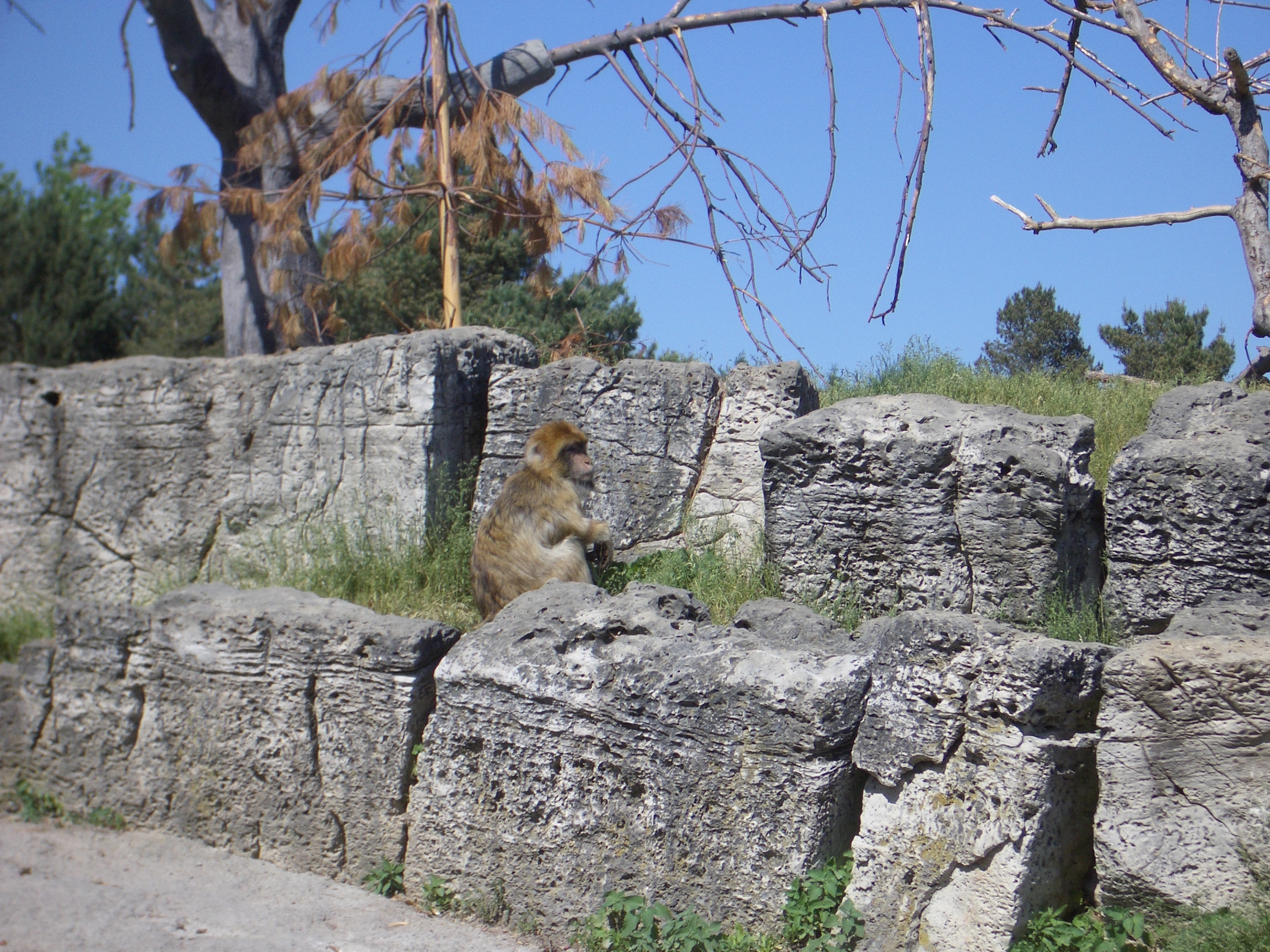 mattphilip monkey ape baboon rocks sitting orange fur