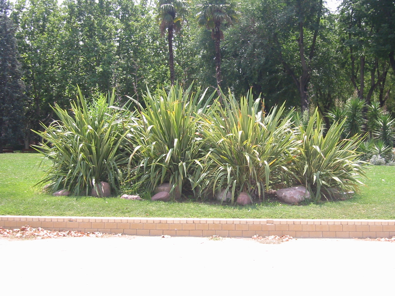 michiel de boer park fern plants decoration warm tropical