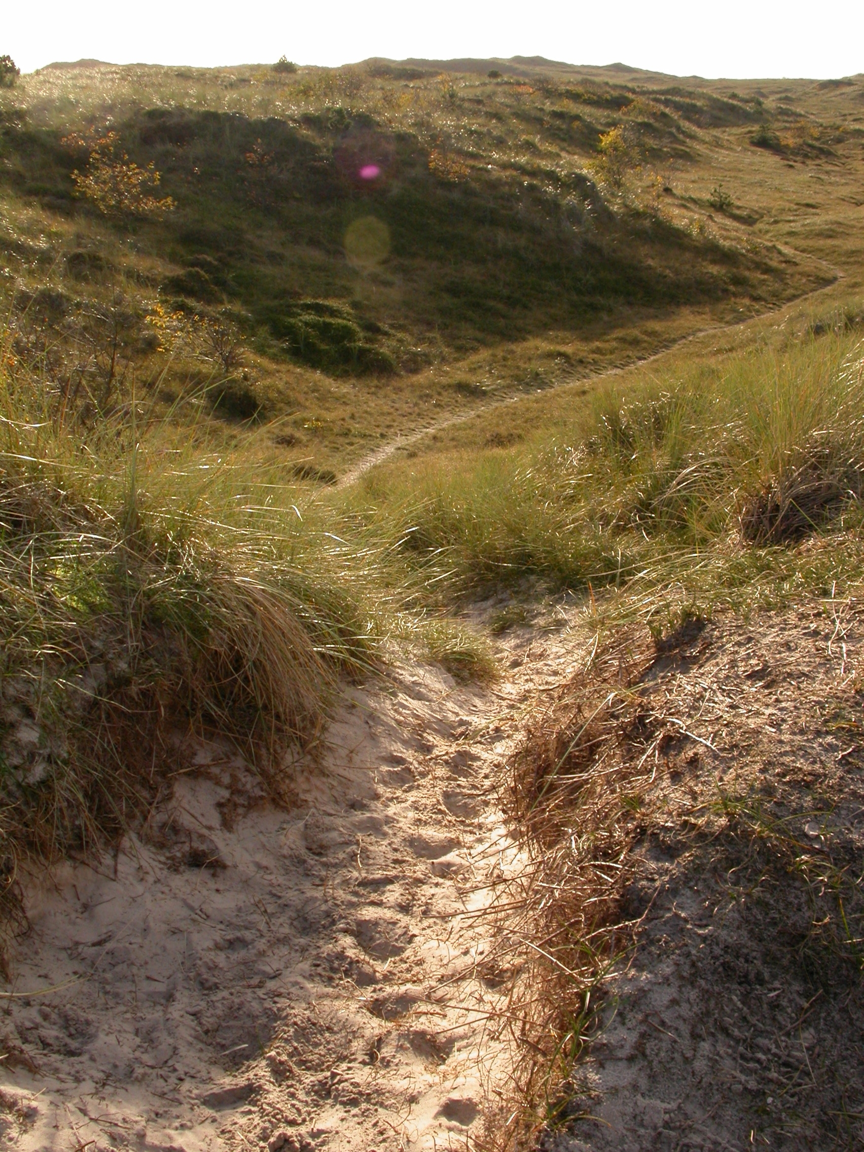 paul dune trail sand beach grass roling hillscape