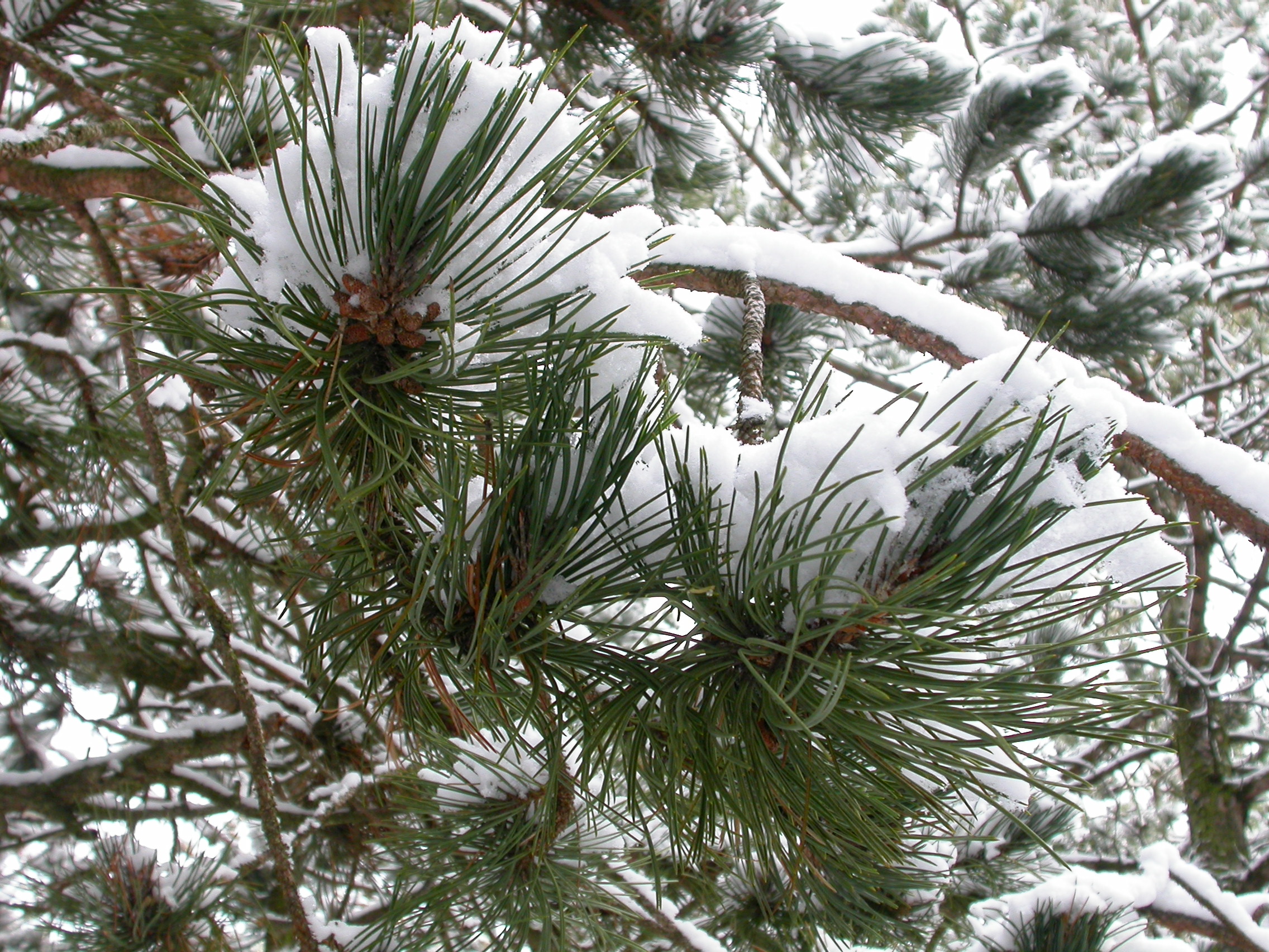 paul pine tree fir snow branch green white