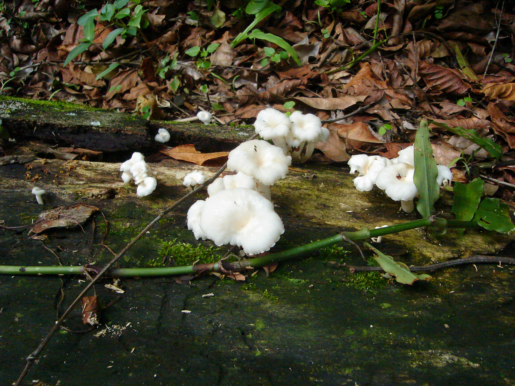 poows jungle forest mushroom fungus toadstool white growing