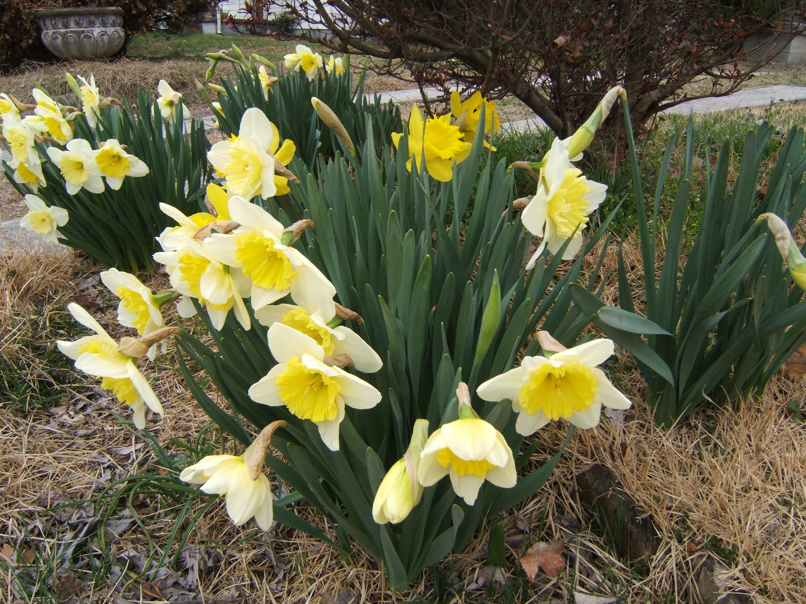shanenieb bouquet bunch of flowers yellow spring daffodils narcissus
