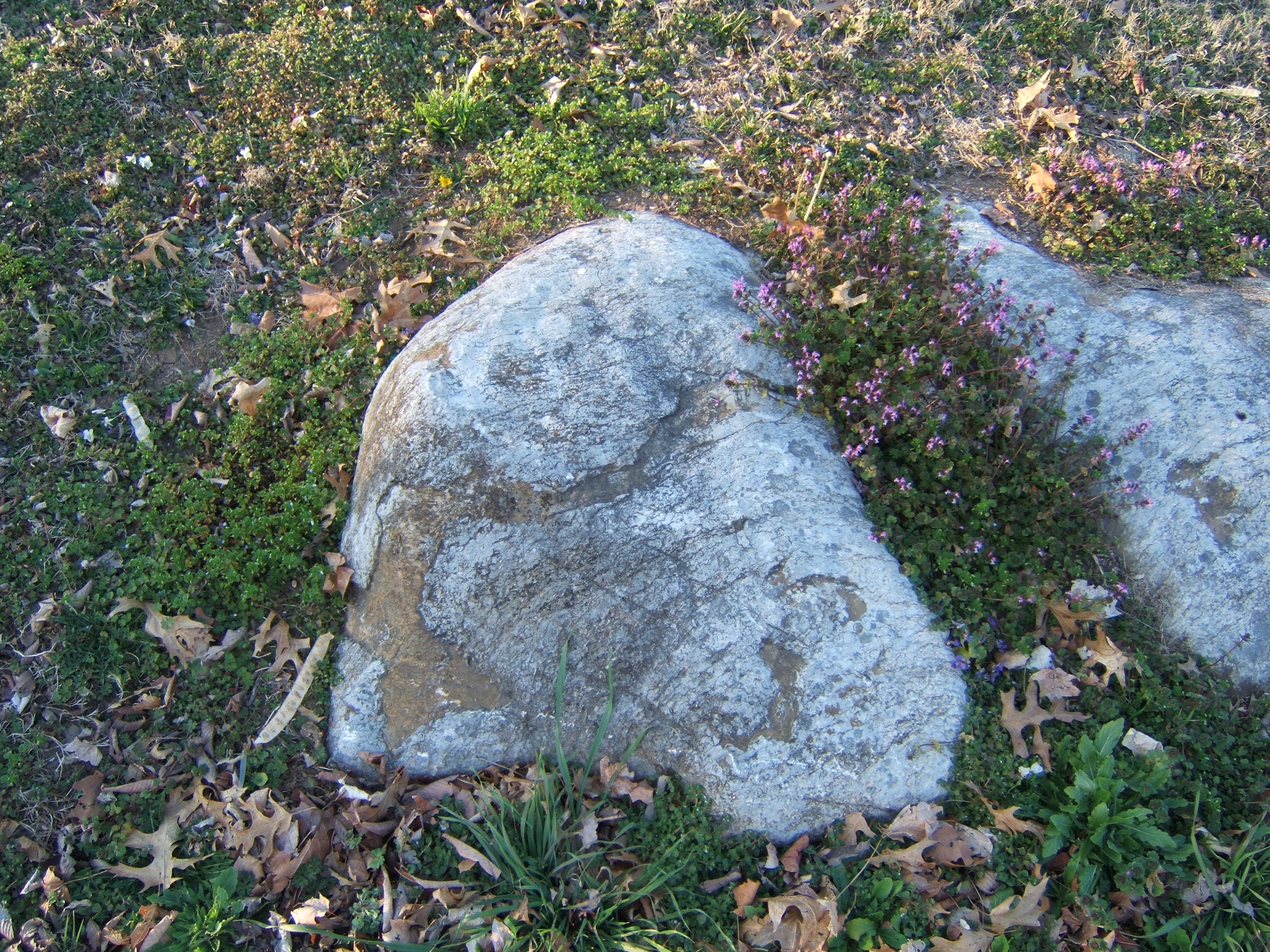 shanenieb rock embedded in ground forest floor stone boulder royalty free