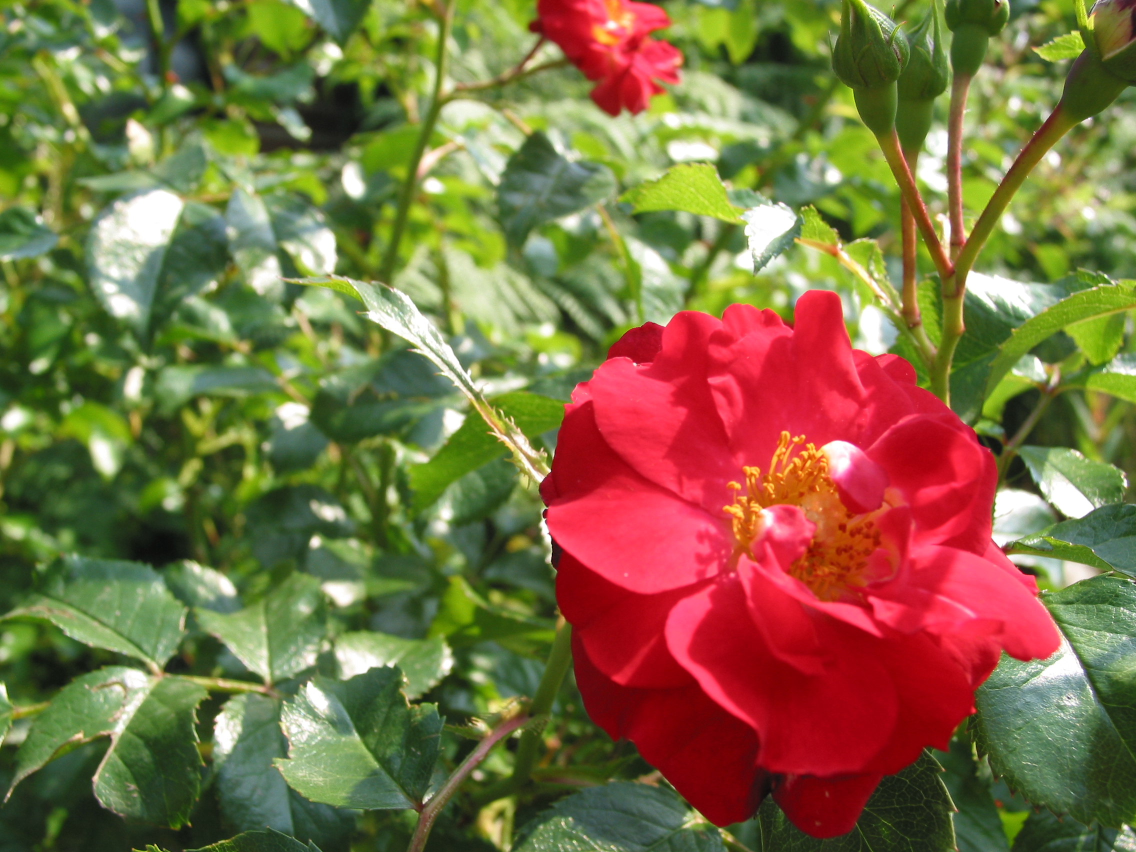 wimkoomen roses rose plant red flower