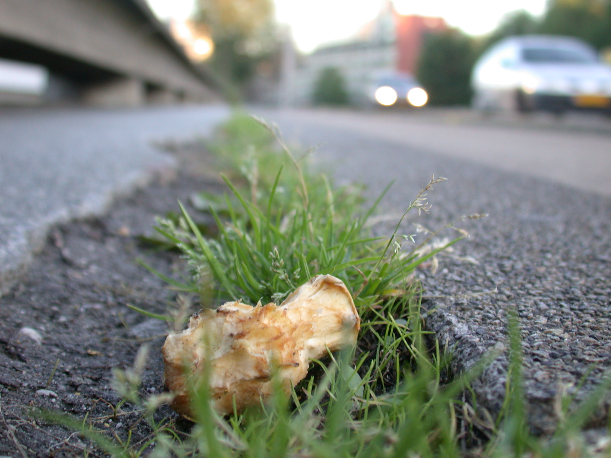 rotten apple in the side of the road street tarmac grass free