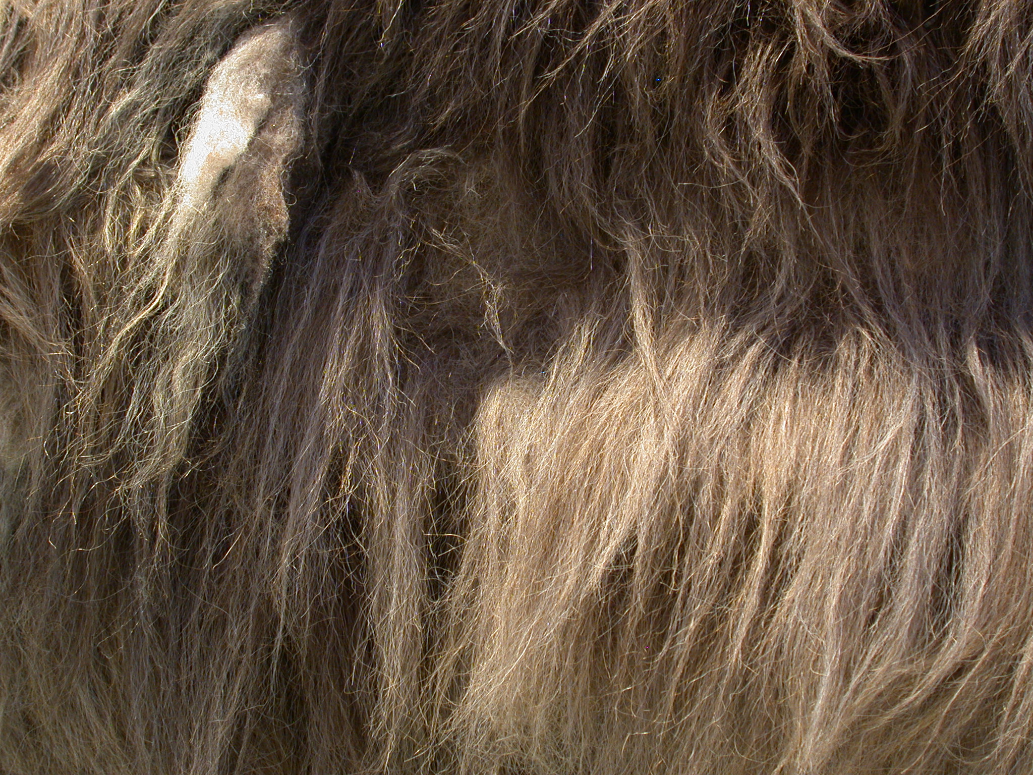 hair texture fur animal coarse
