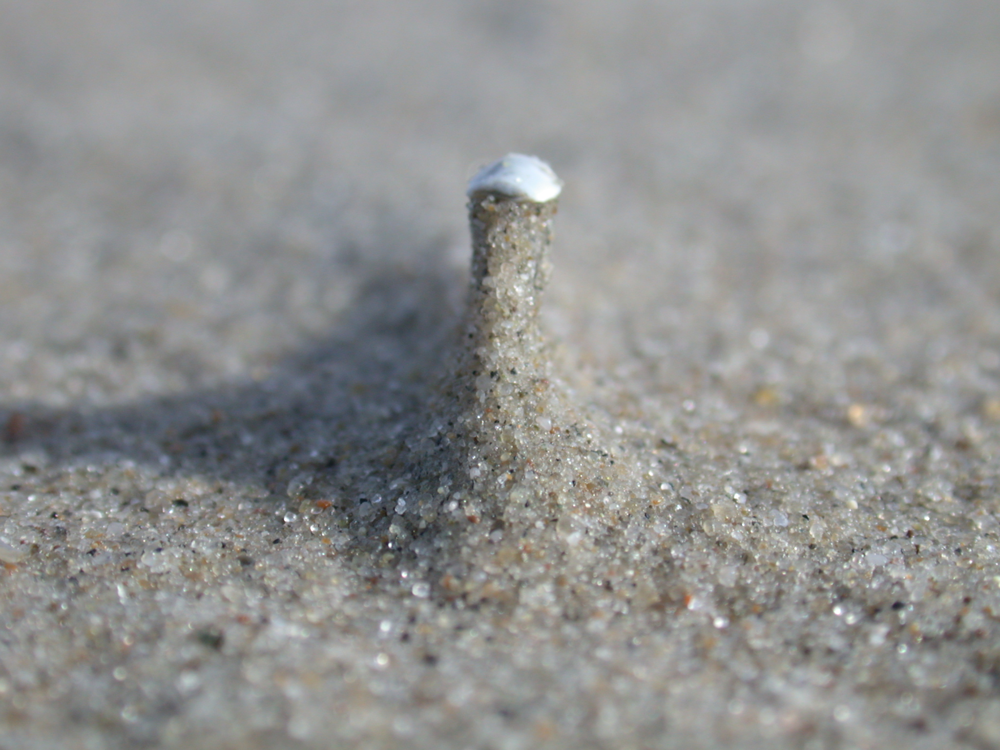grounds sand beach tower macro shell windswept
