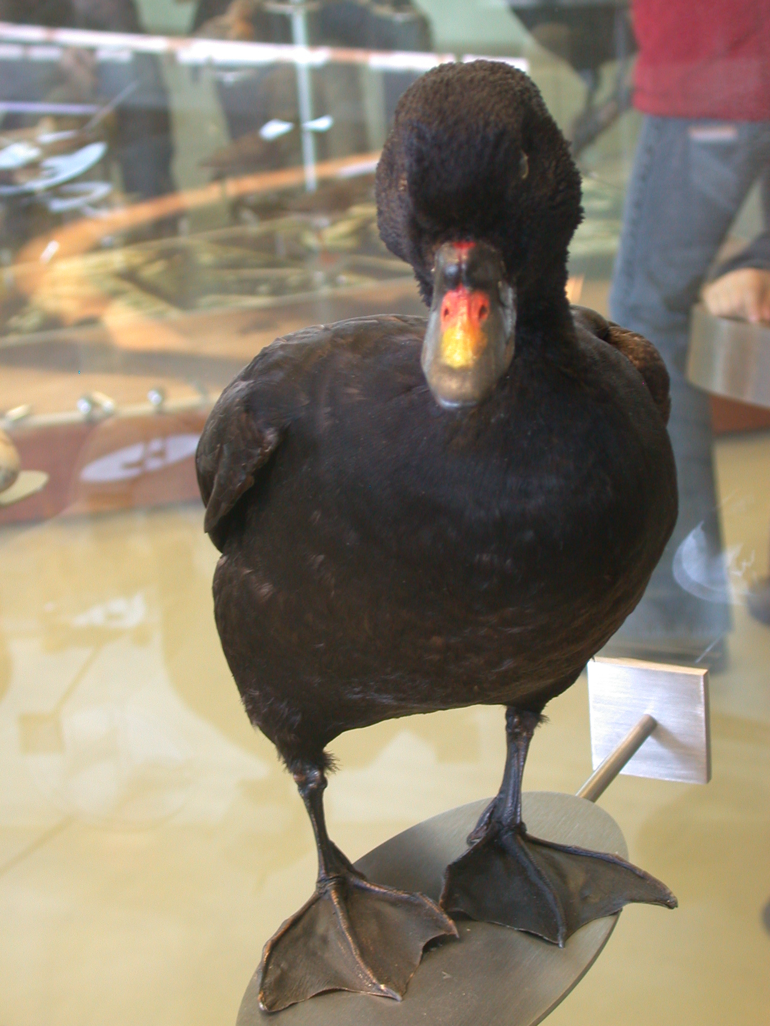 set bird water duck black