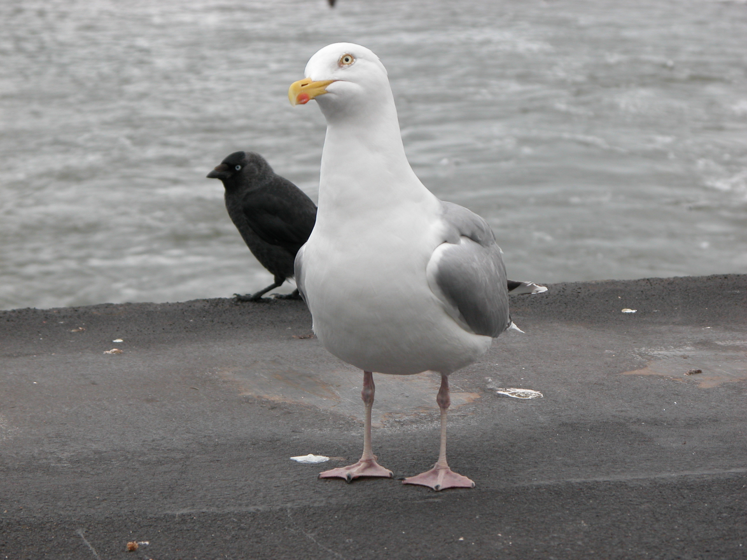 gull seagull crow bird birds feathers beak black white grey gray