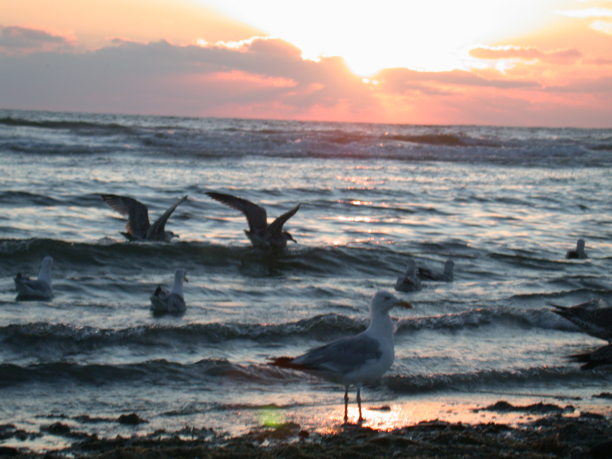 seagull gull seagulls gulls beach ocean waves swimming sundown red blue water