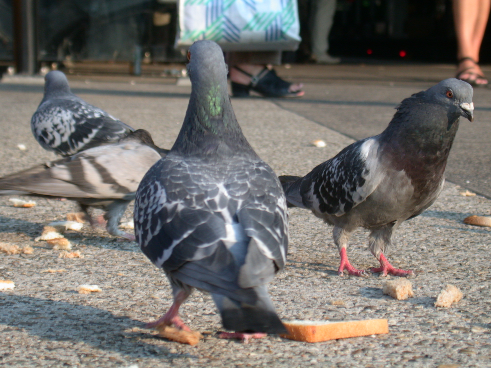 pigeons pigeon bird gray feathers city