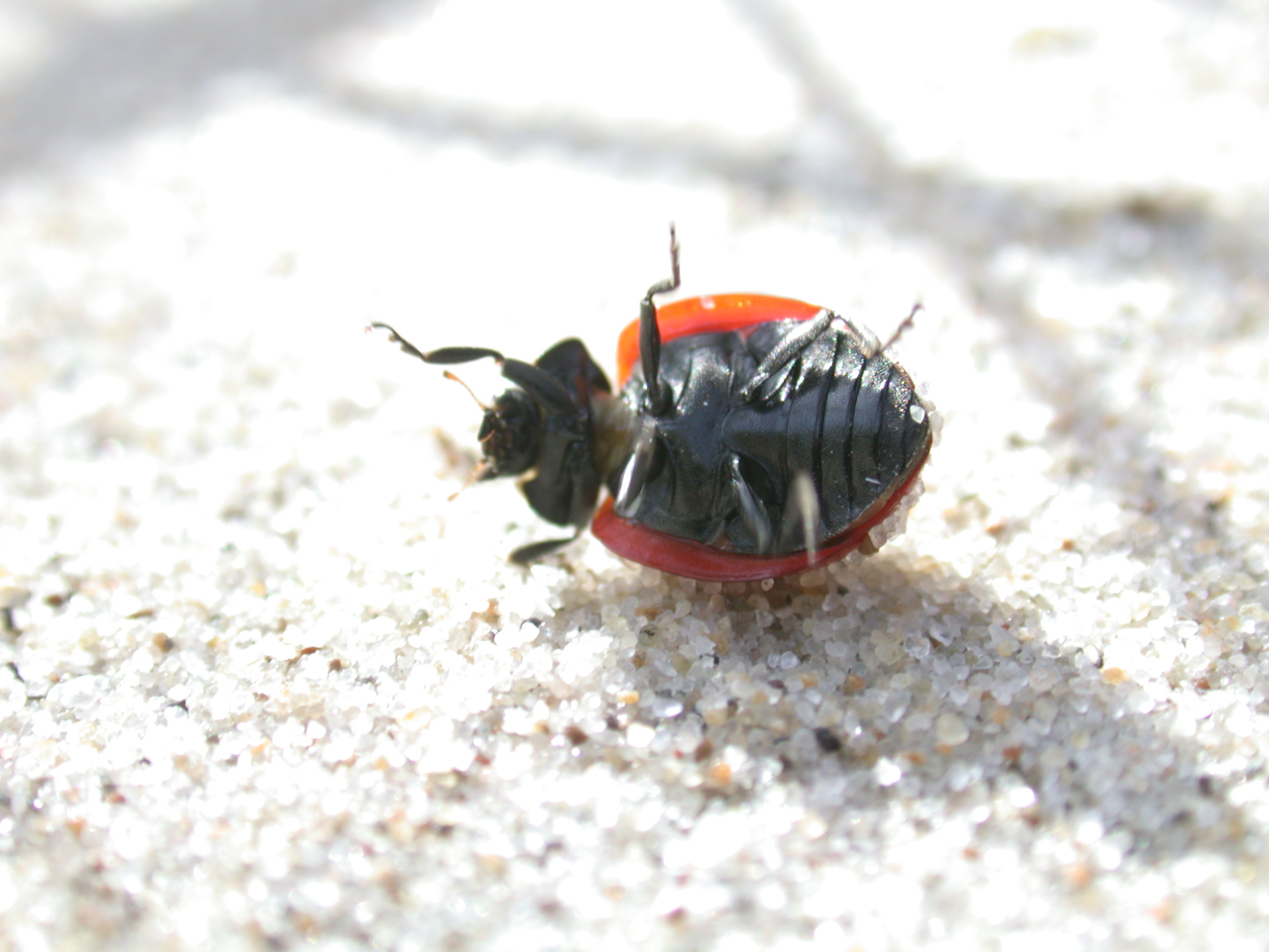 nature animals insects ladybug bottom lying on its back beetle