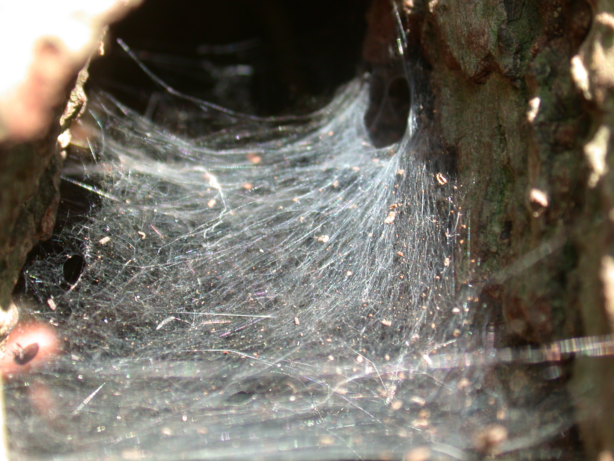 spiders web spidersweb spider web