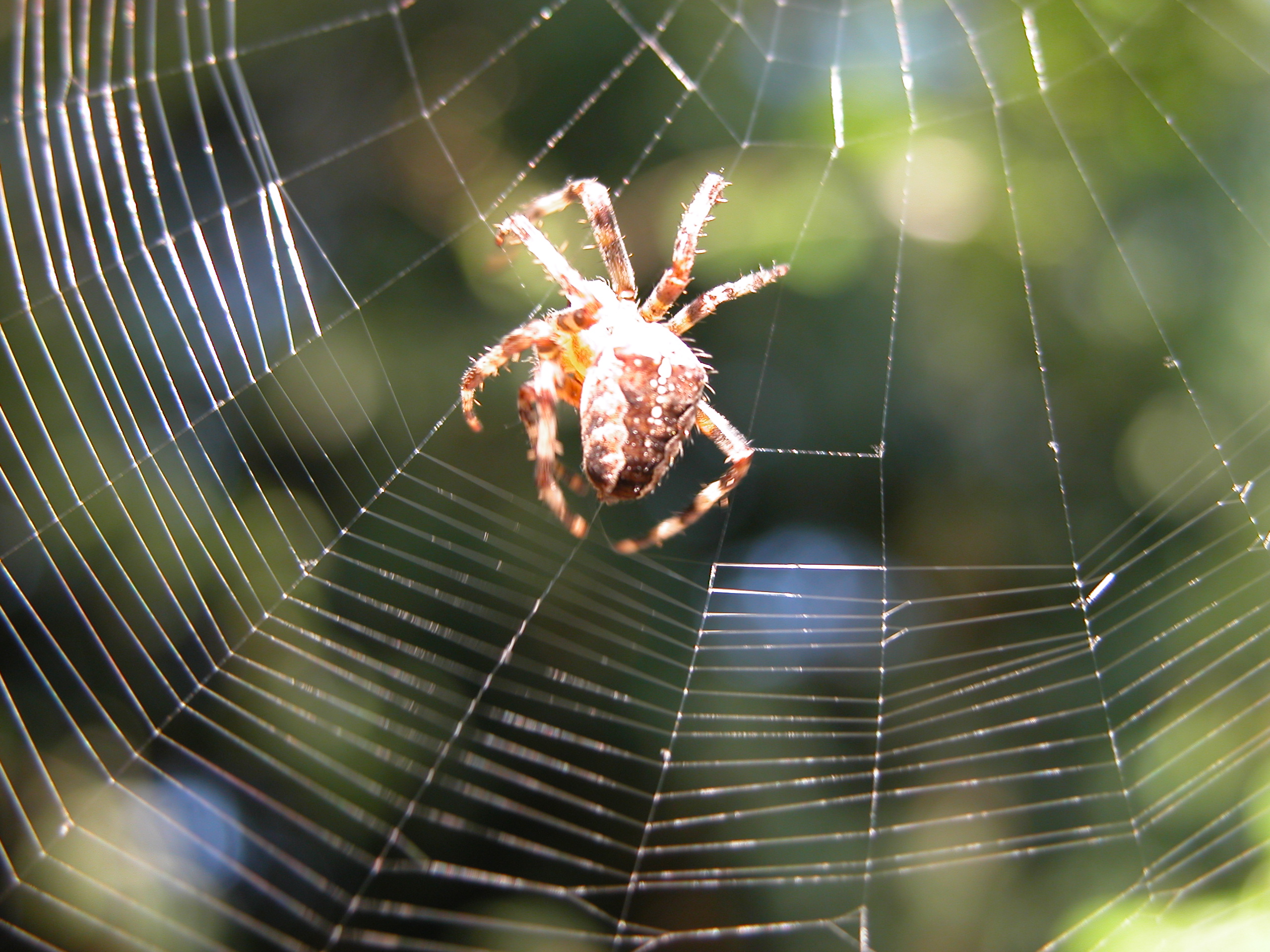 spider web sitting arachnid hairs