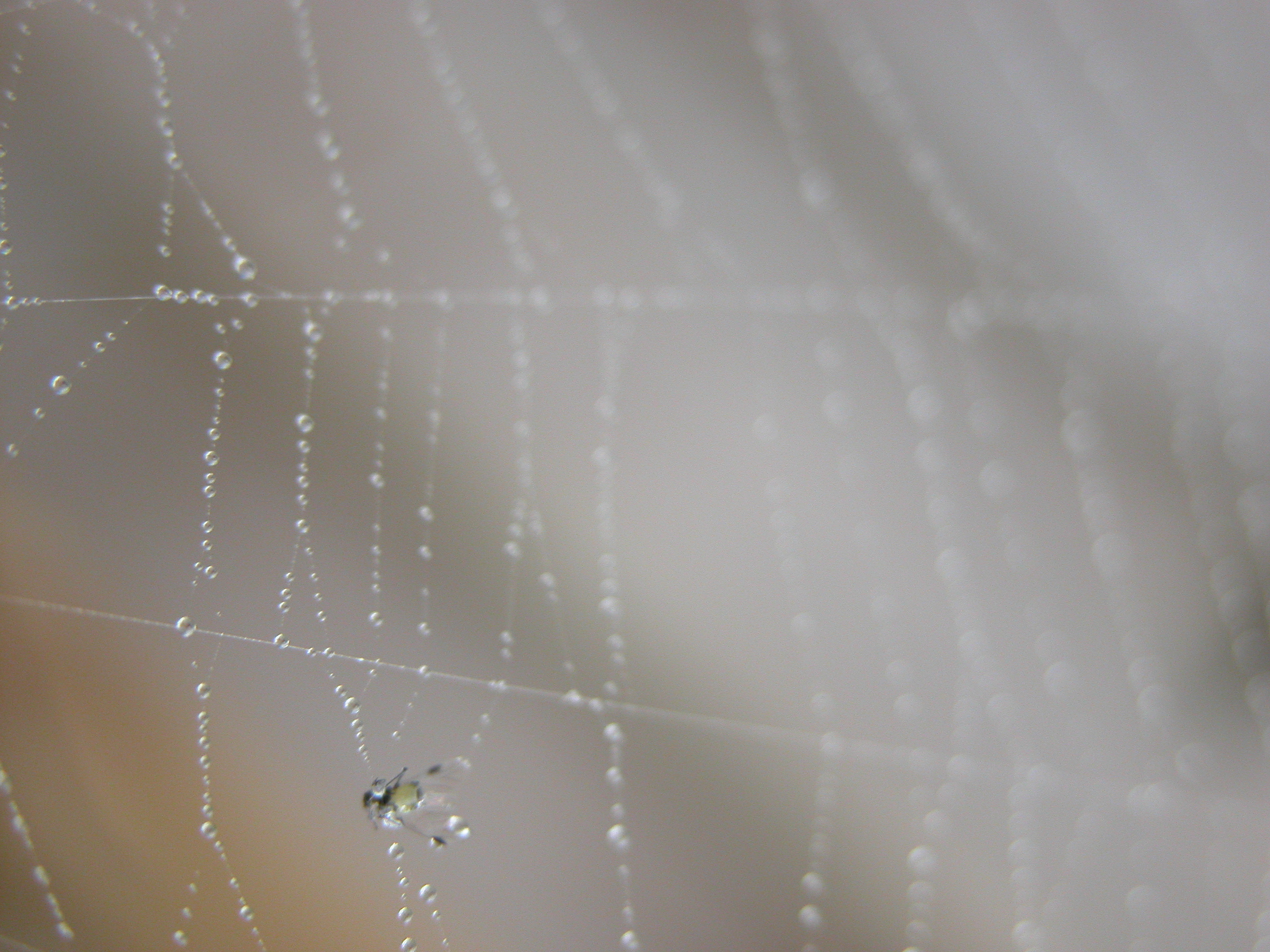 spider silk moist condense drops web