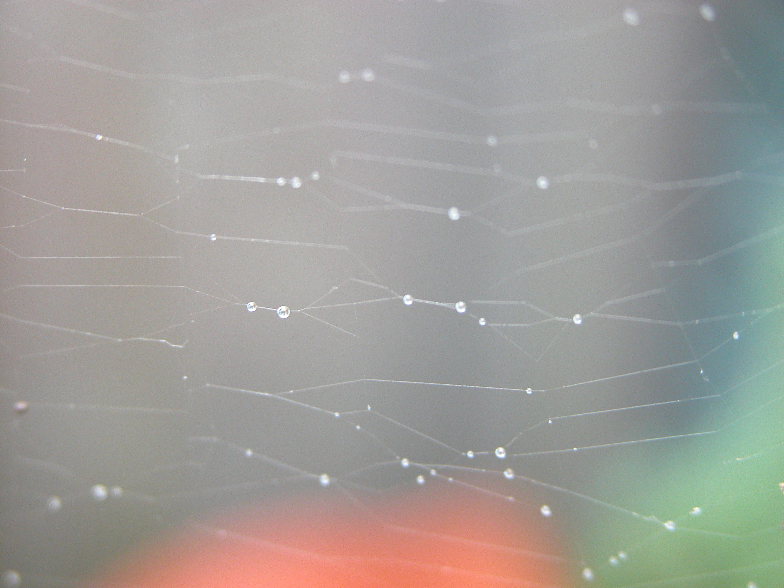 spidersweb web spiderweb moist drops water
