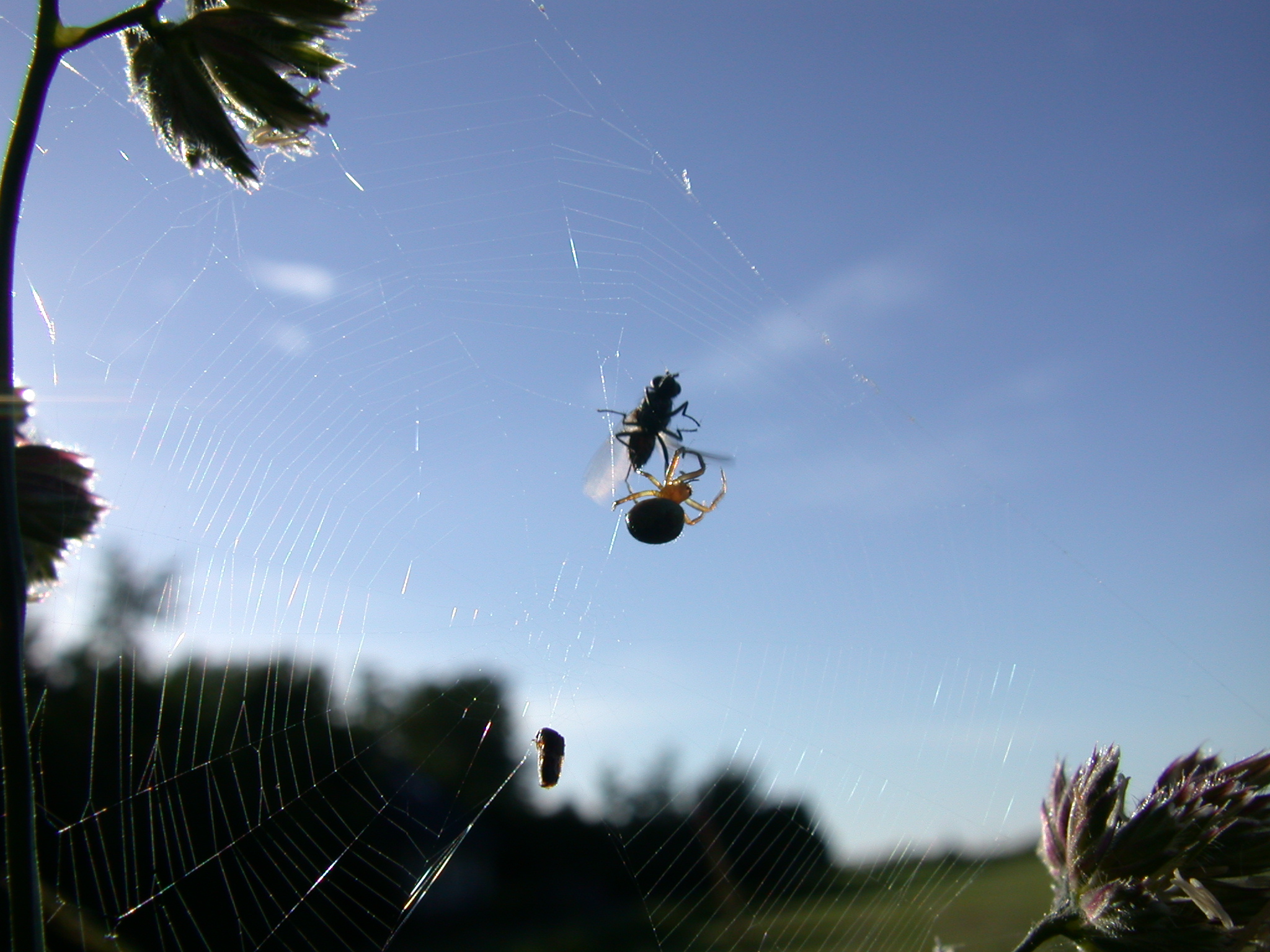caught garden insect nature spider spinning web