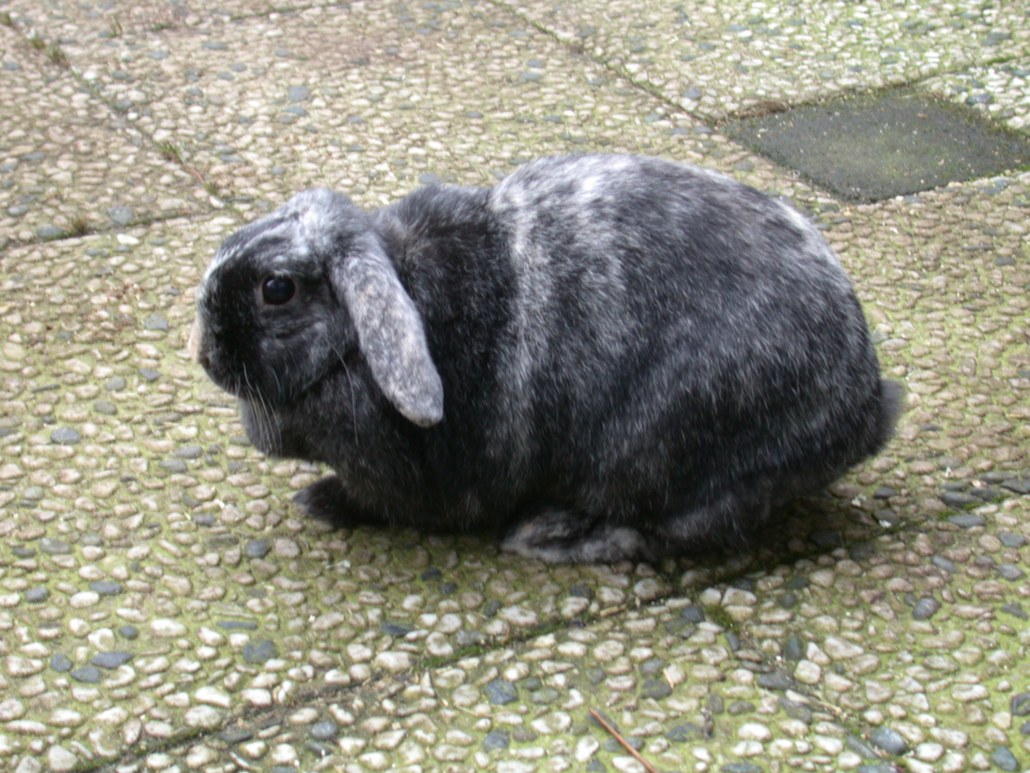 rabbit dark black grey gray fur long ears whiskers