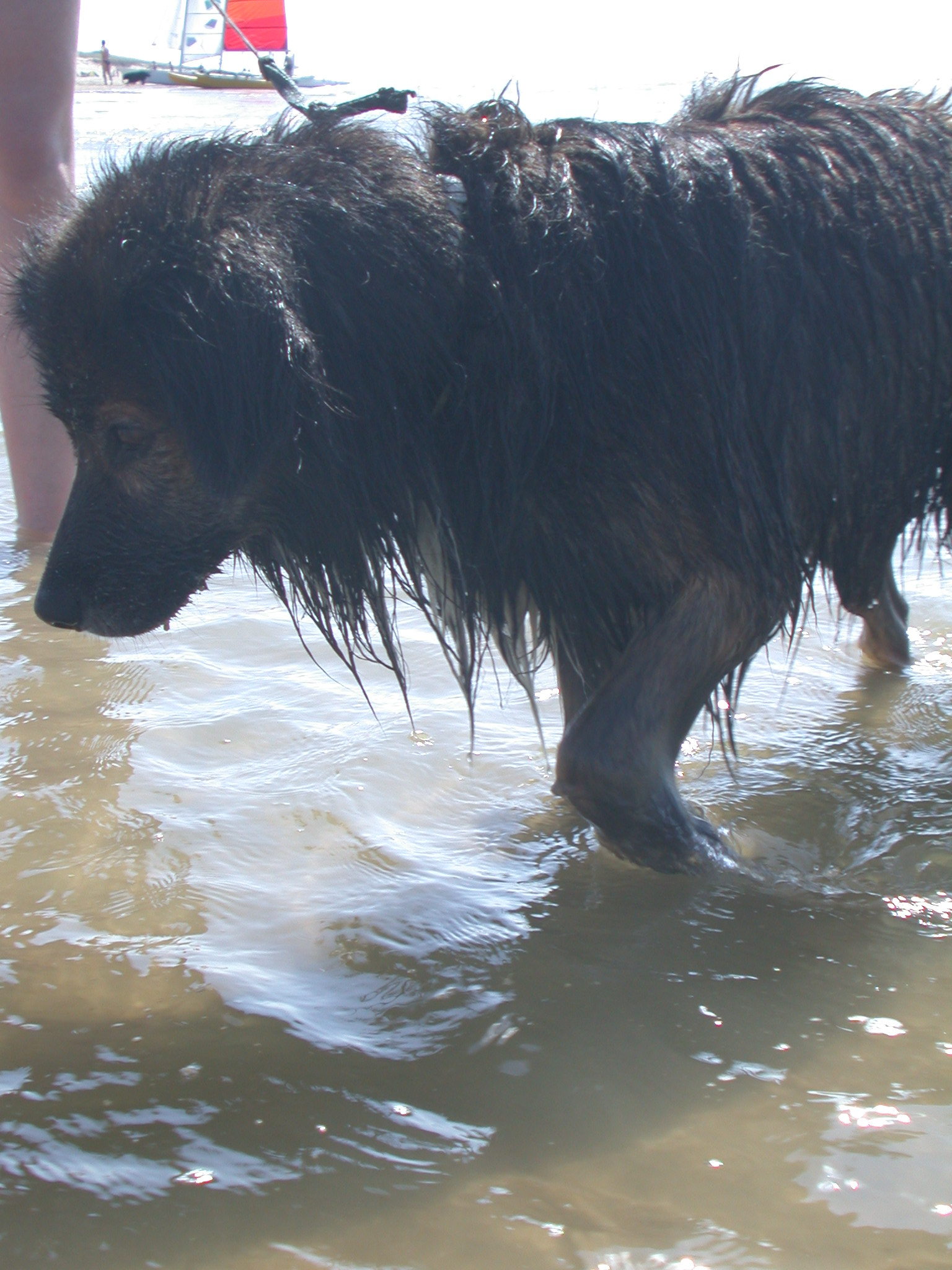 nature animals land dog wet beach sea leashed