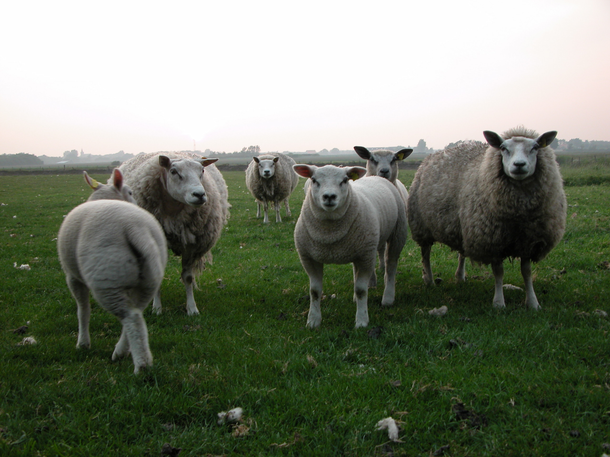 sheep flock wool soft fluffy