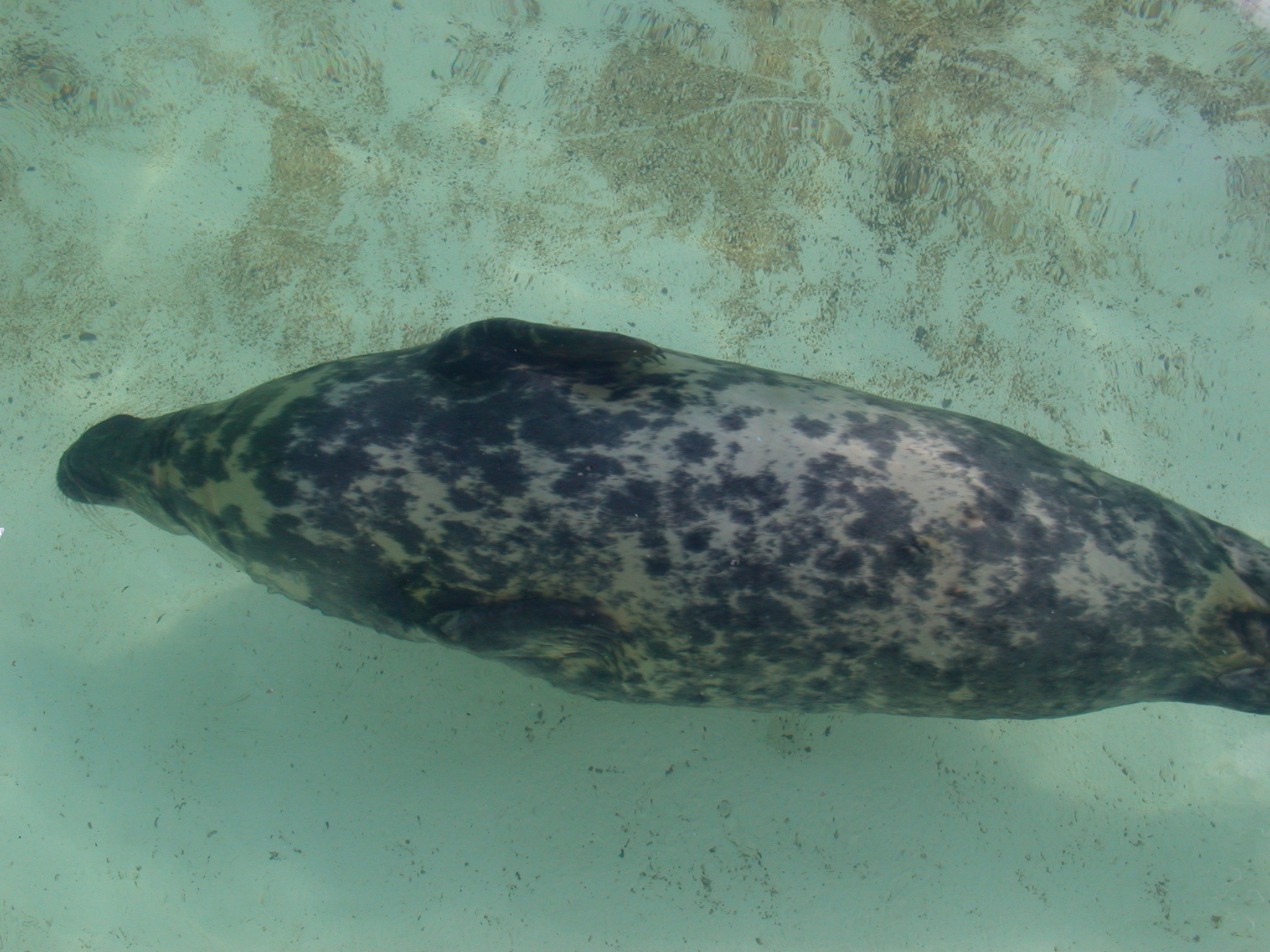 seal swimming blubber black sleek
