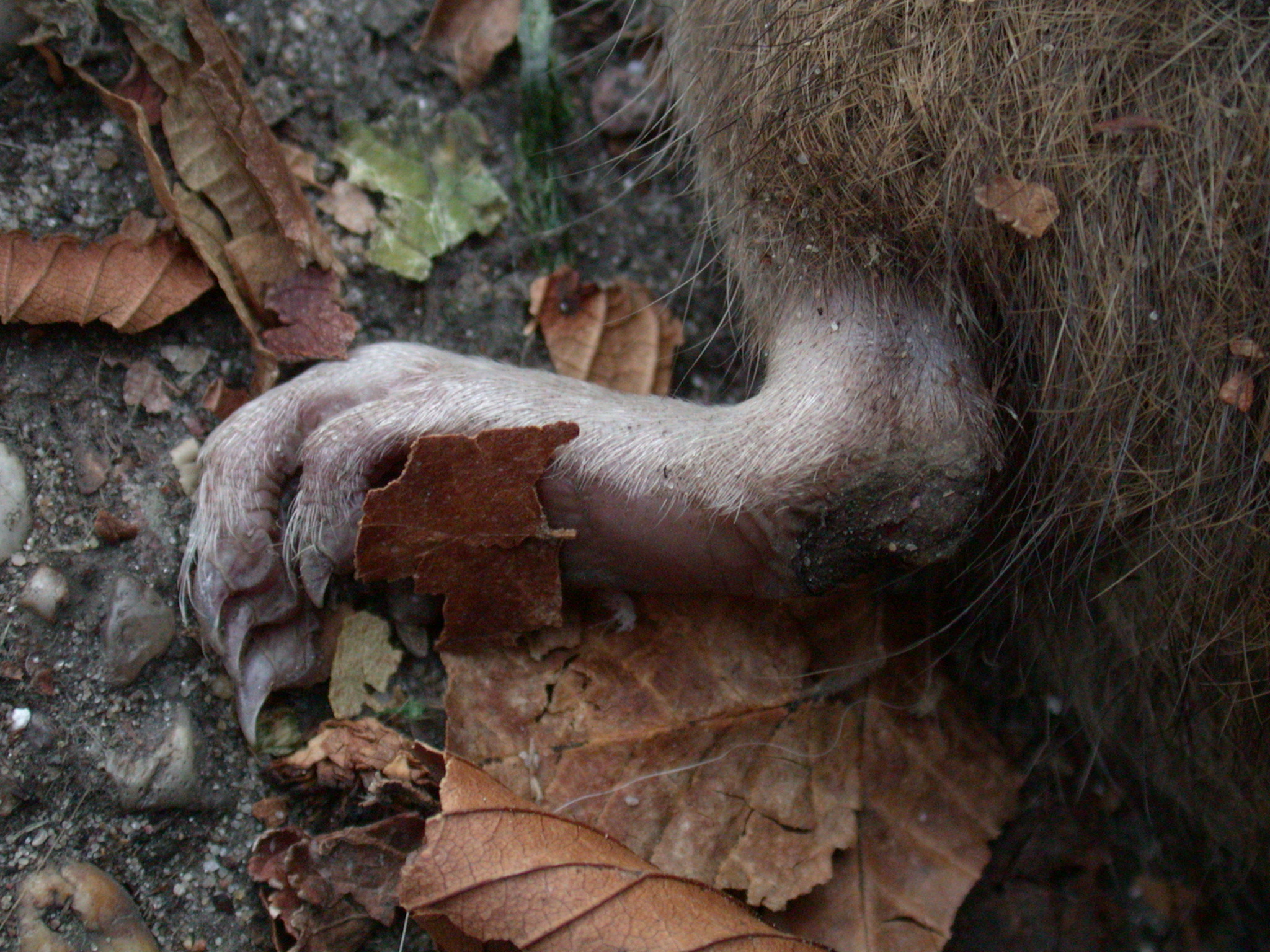 nature extinct extincted dead rat nature animals animalparts foot claw texture