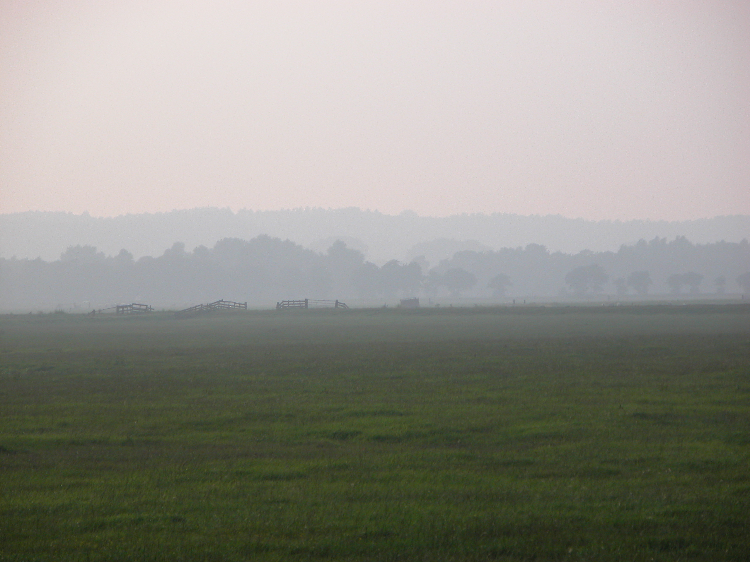 meadow grass field forest mist